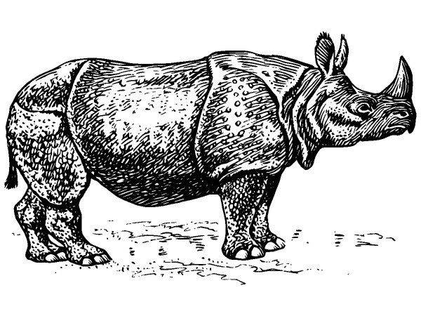 Животные 1097