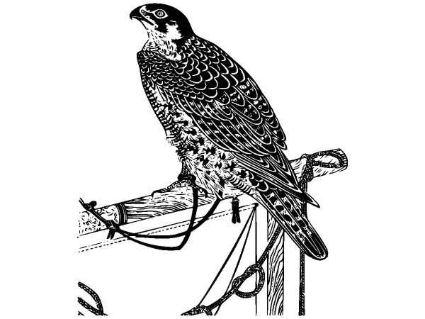 Животные 897