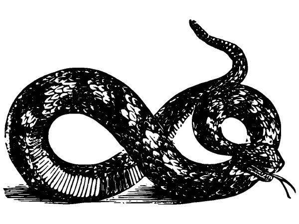 Животные 2653