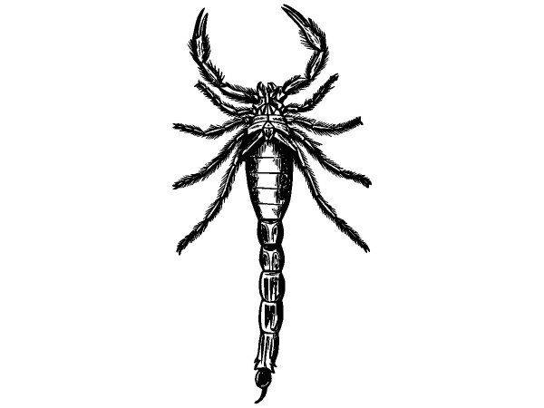 Животные 3828 Животные 3828