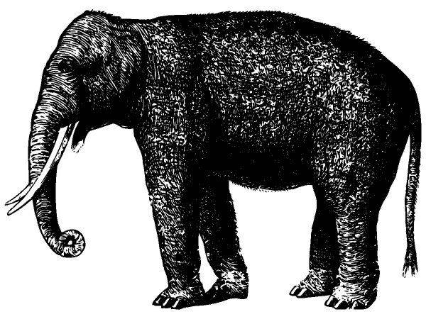 Животные 2693