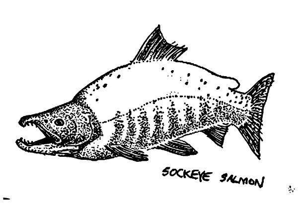 Животные 2911