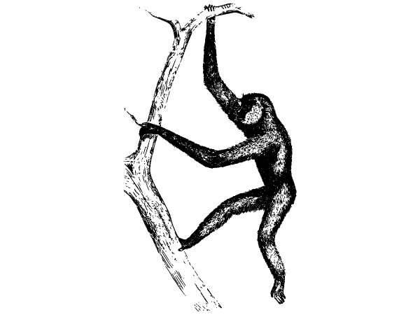 Животные 1274