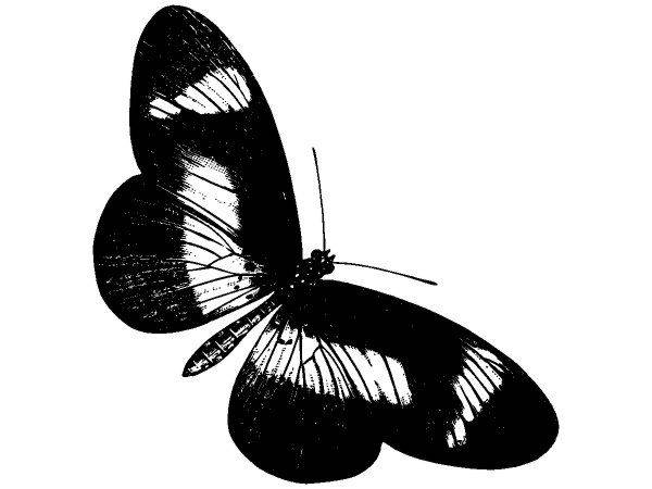 Животные 3364 Животные 3364