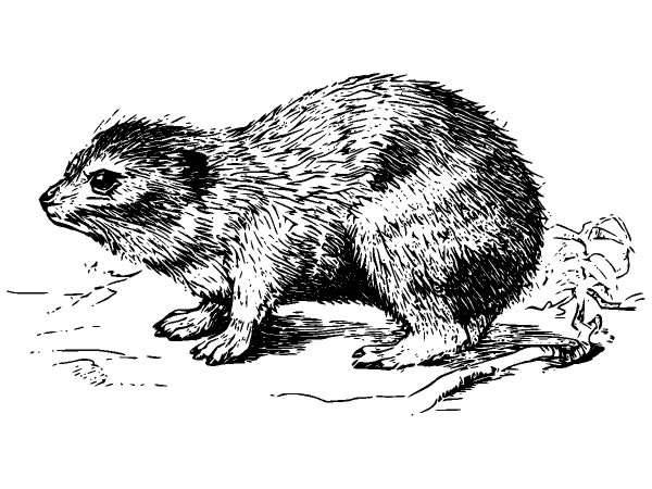 Животные 931