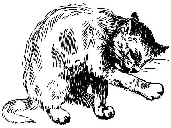 Животные 255