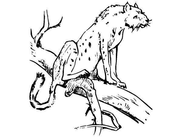 Животные 2587