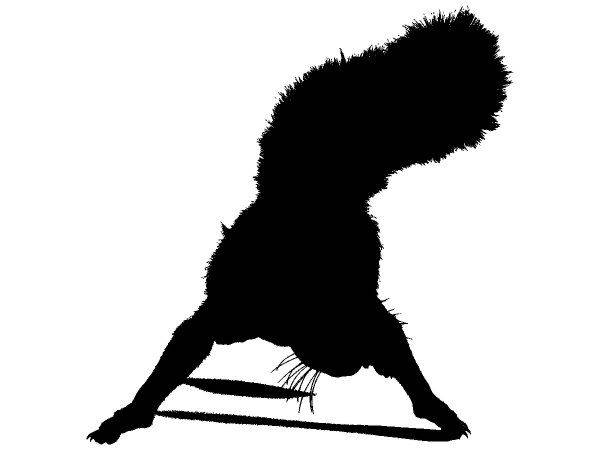 Животные 4089