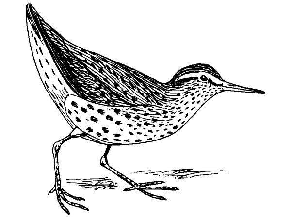 Животные 1095 Животные 1095