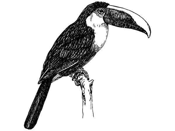 Животные 1140