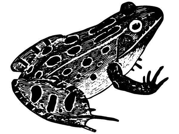 Животные 2823