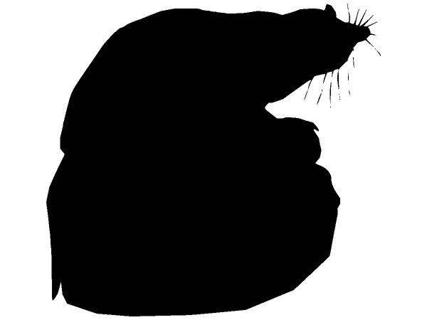 Животные 355