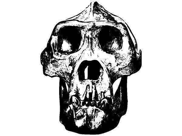 Животные 2684