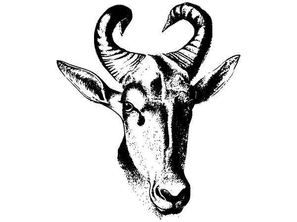 Животные 2554