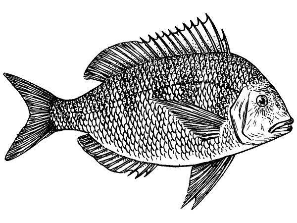 Животные 1111 Животные 1111