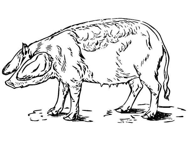 Животные 978