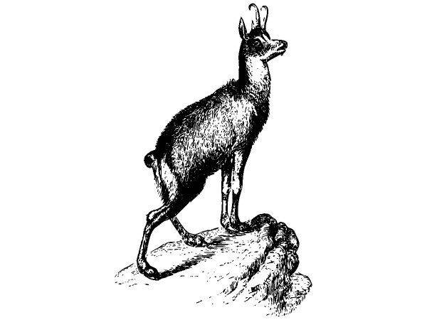 Животные 2560