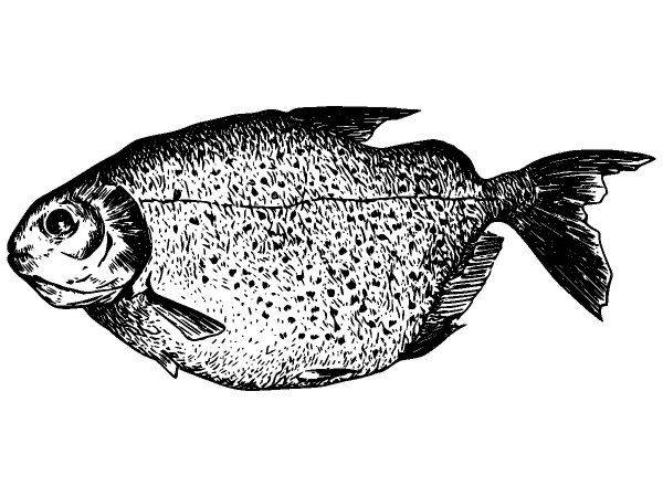 Животные 2678 Животные 2678