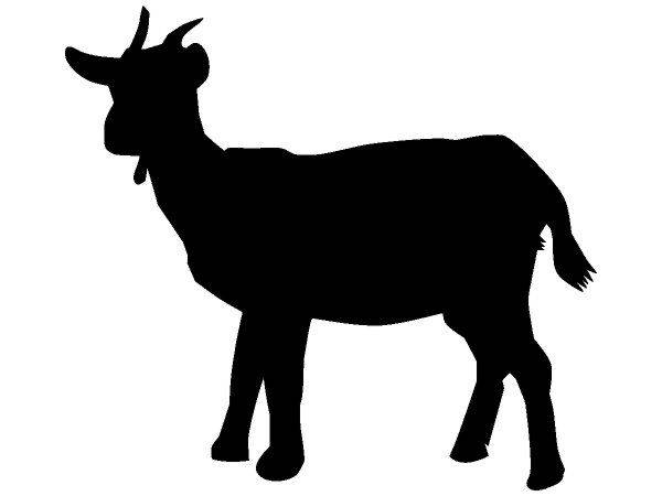 Животные 3793 Животные 3793