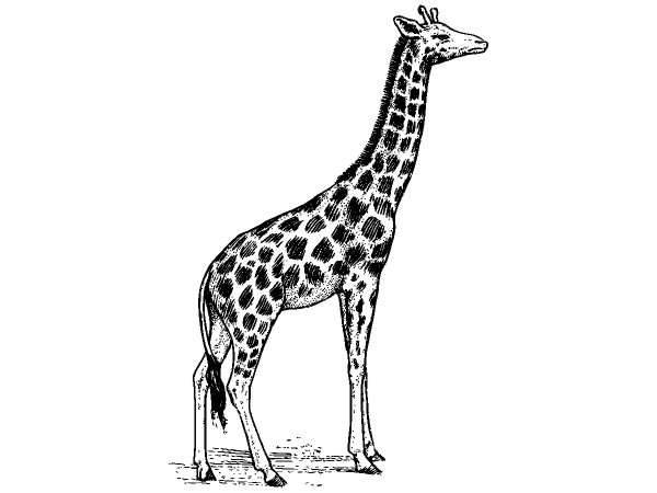 Животные 272