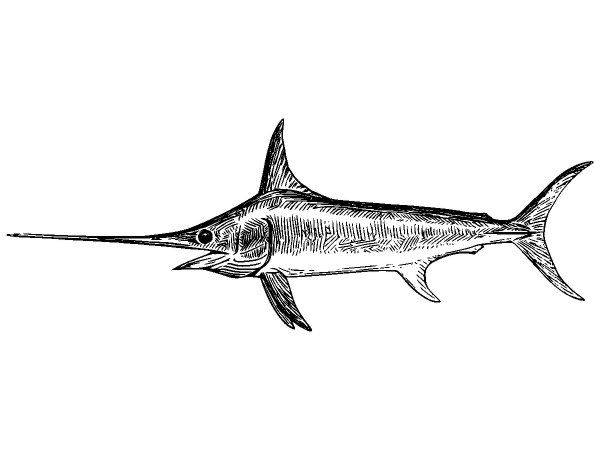 Животные 1133