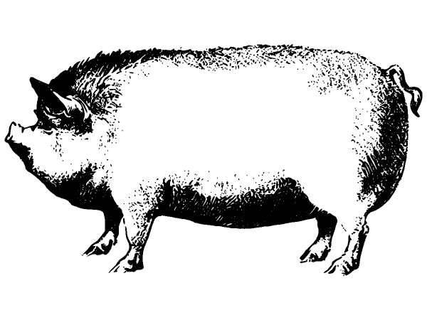 Животные 953