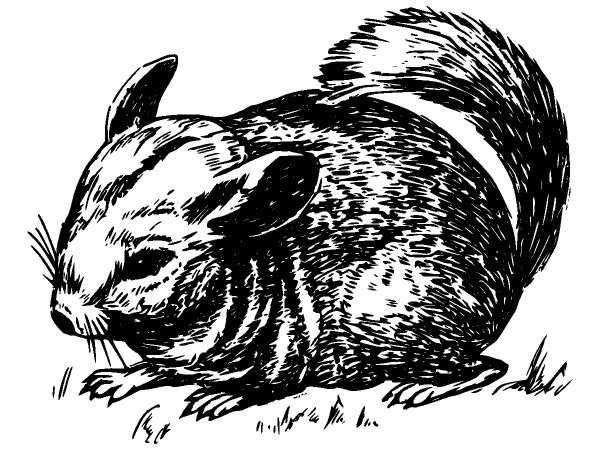 Животные 451