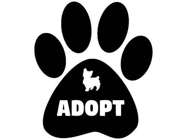 Животные 4079