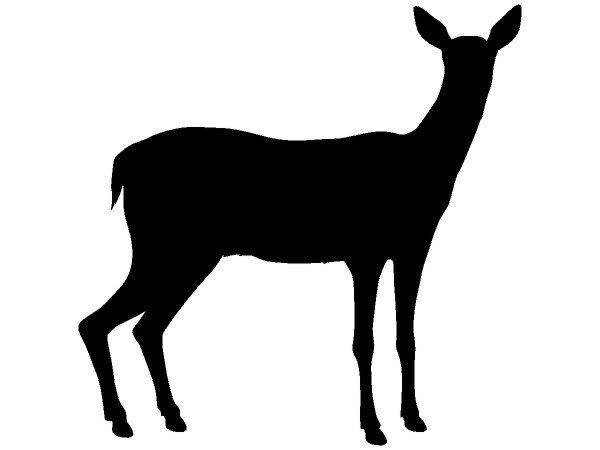 Животные 689