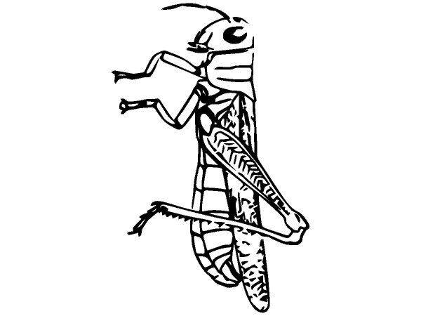 Животные 2458 Животные 2458