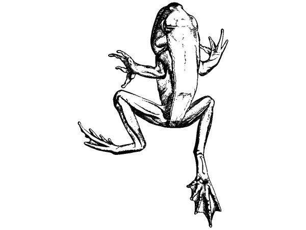 Животные 3851