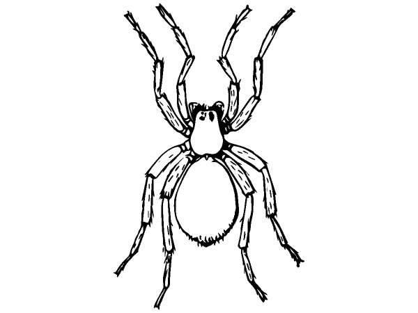 Животные 847