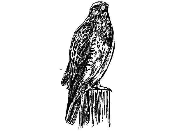 Животные 2914