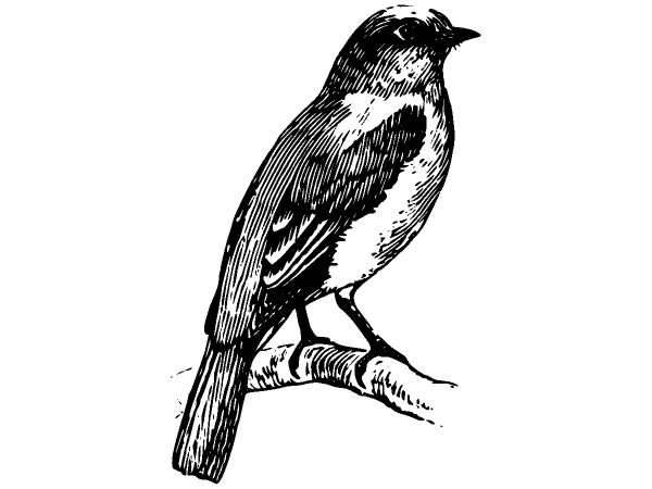 Животные 1160