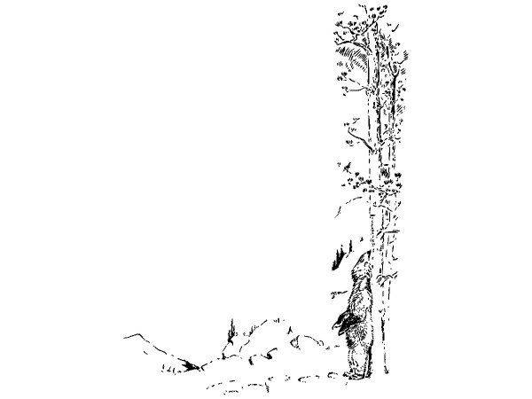 Животные 480