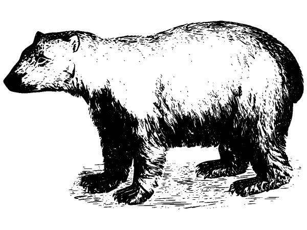 Животные 2626