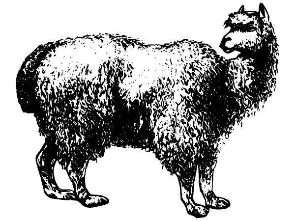 Животные 2984 Животные 2984