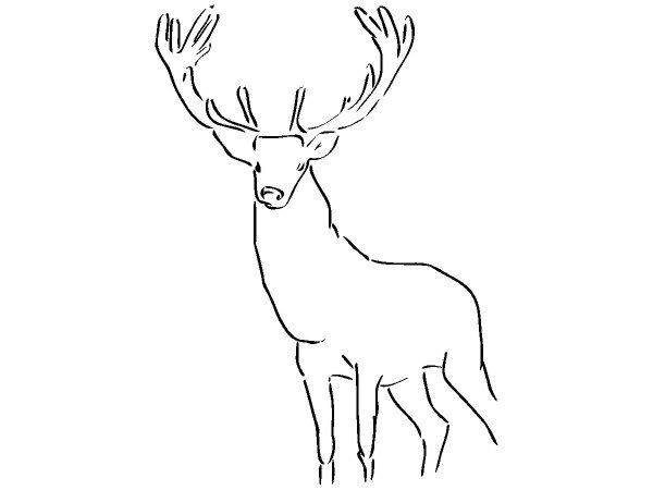 Животные 184