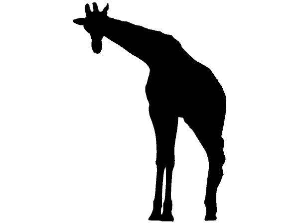 Животные 4231