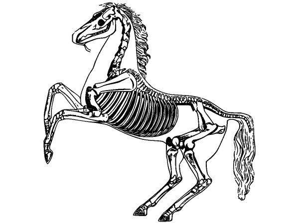 Животные 2772