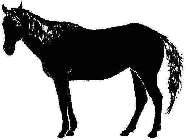 Животные 4050