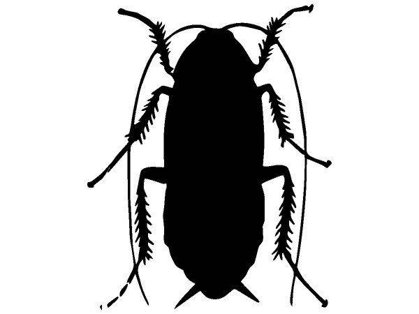 Животные 2457 Животные 2457