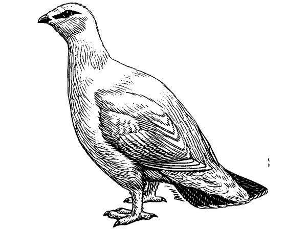 Животные 1099 Животные 1099