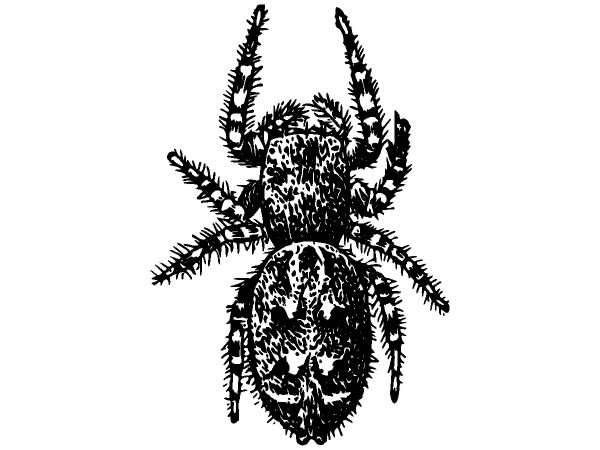 Животные 1276