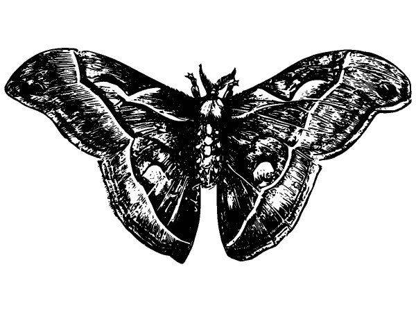 Животные 2821 Животные 2821