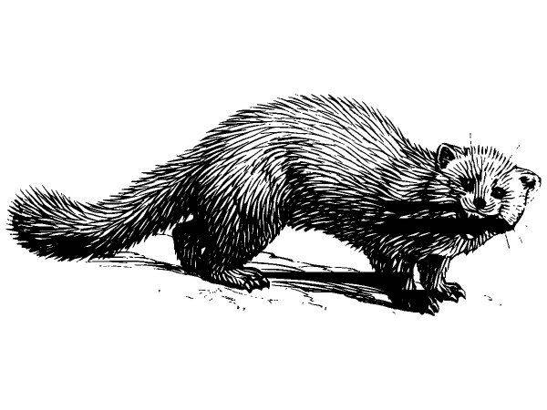 Животные 1064