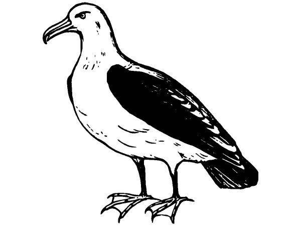 Животные 2950 Животные 2950