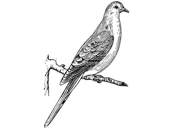 Животные 2549