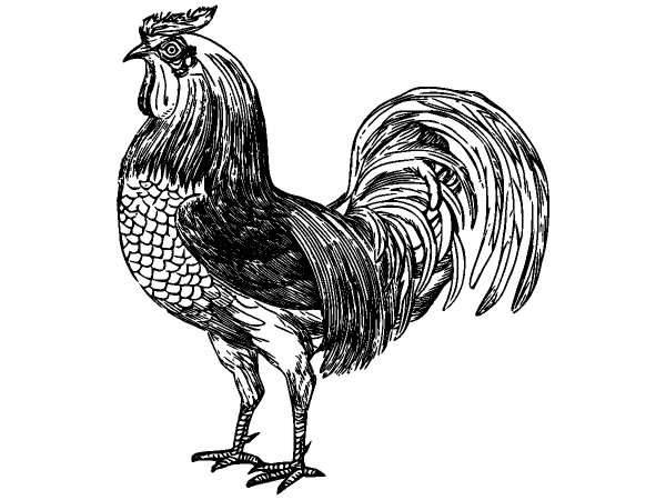 Животные 1295