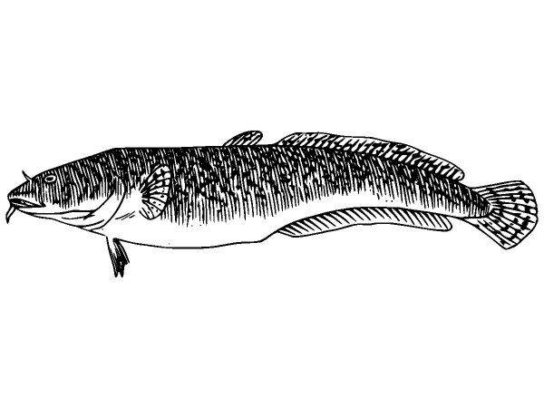 Животные 574 Животные 574